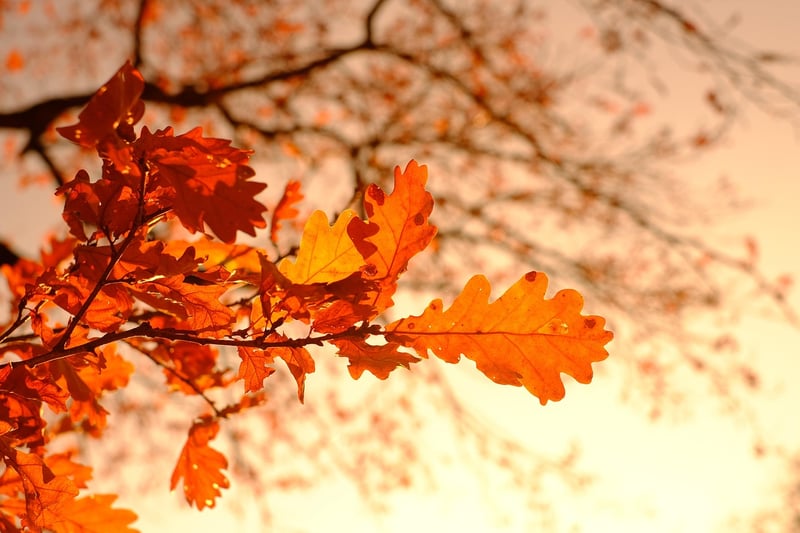 Autumn Decor